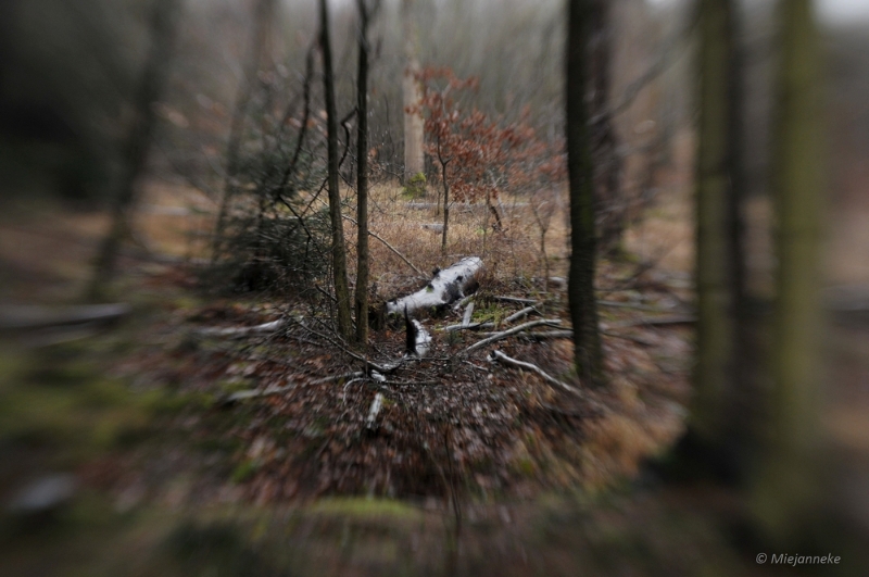 bdDSC_1016.JPG - Snertwandeling 2015 Foto lensbaby sweet 50