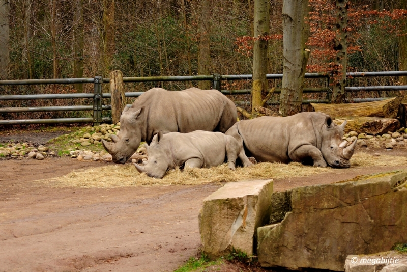 bd_DSC_0848.JPG - Dortmund Zoo 2016