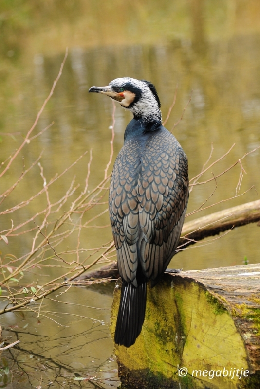 bd_DSC_0859.JPG - Dortmund Zoo 2016