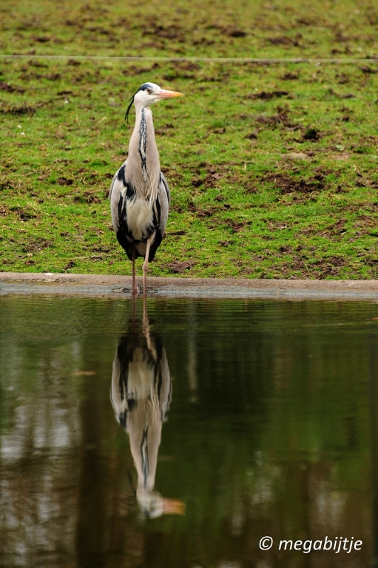 bd_DSC_0860.JPG - Dortmund Zoo 2016