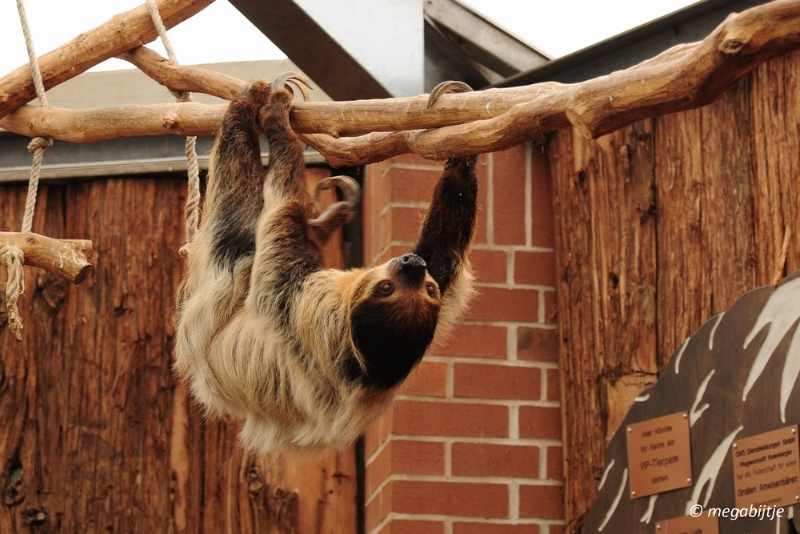 bd_DSC_0869.JPG - Dortmund Zoo 2016