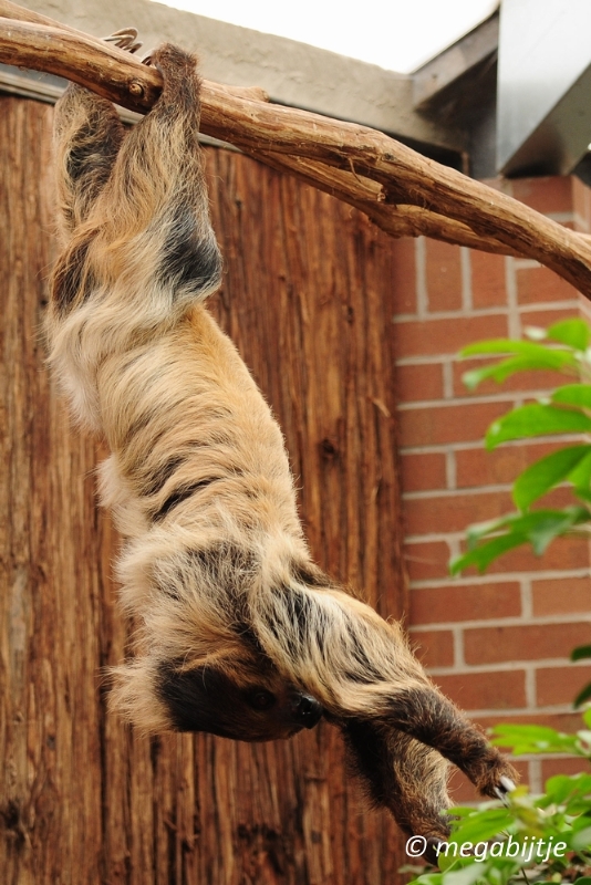 bd_DSC_0888.JPG - Dortmund Zoo 2016