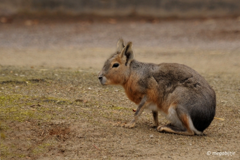 bd_DSC_0908.JPG - Dortmund Zoo 2016