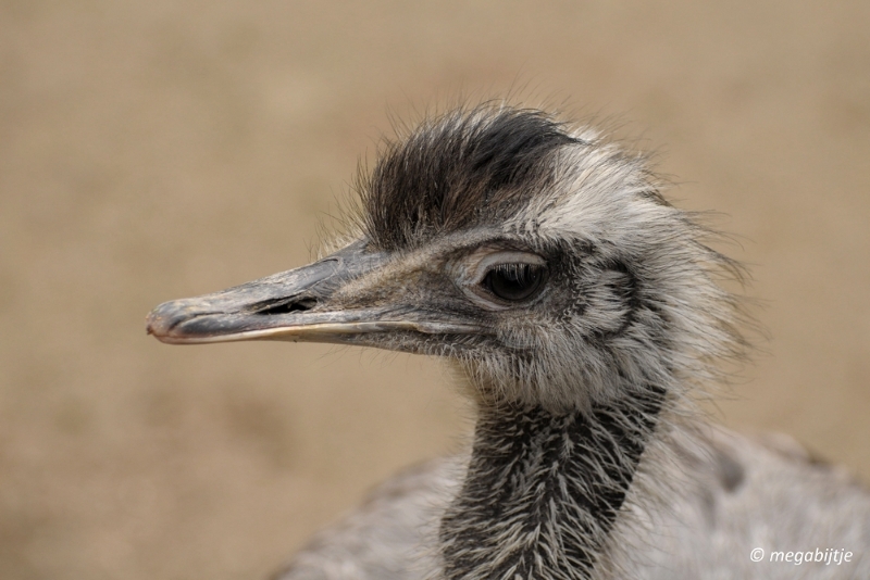 bd_DSC_0912.JPG - Dortmund Zoo 2016