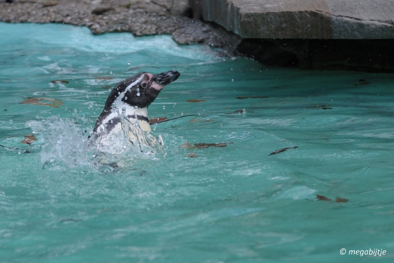 bd_DSC_1039.JPG - Dortmund Zoo 2016