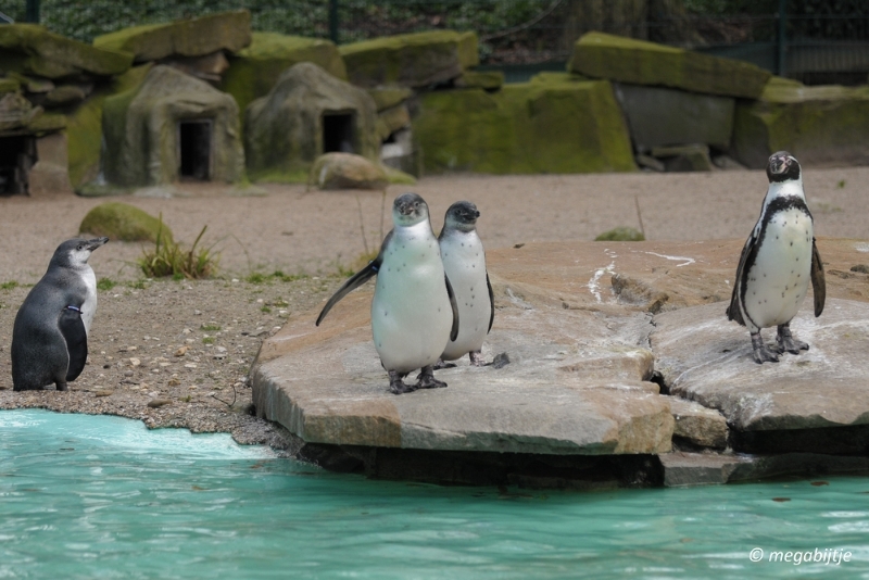 bd_DSC_1043.JPG - Dortmund Zoo 2016