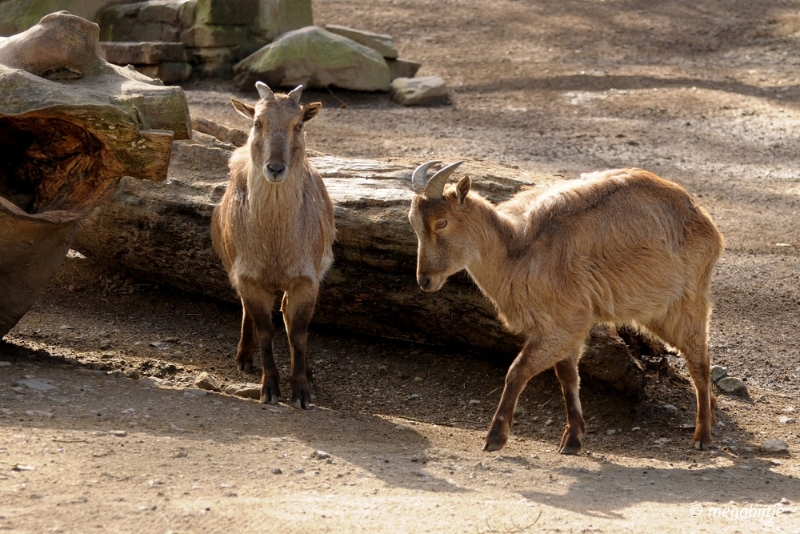 bd_DSC_1064.JPG - Dortmund Zoo 2016