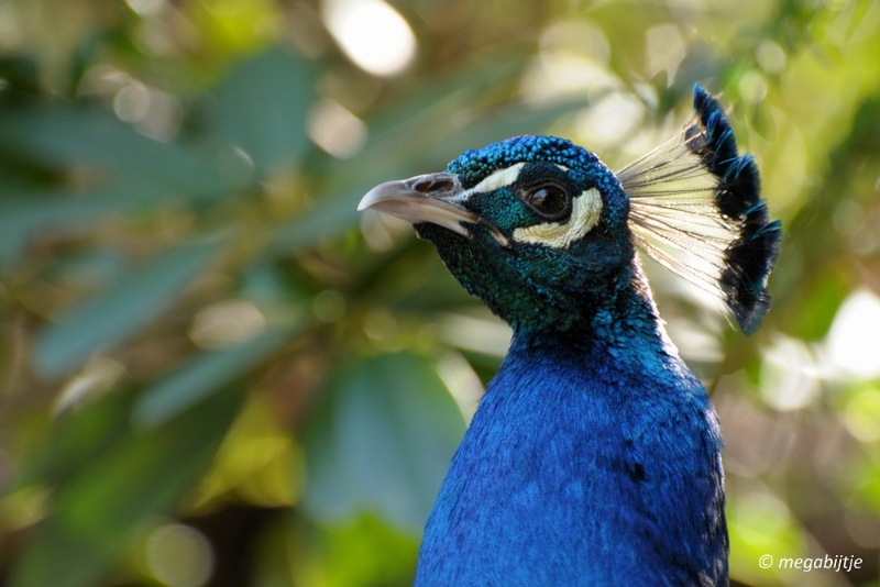 bd_DSC_1075.JPG - Dortmund Zoo 2016