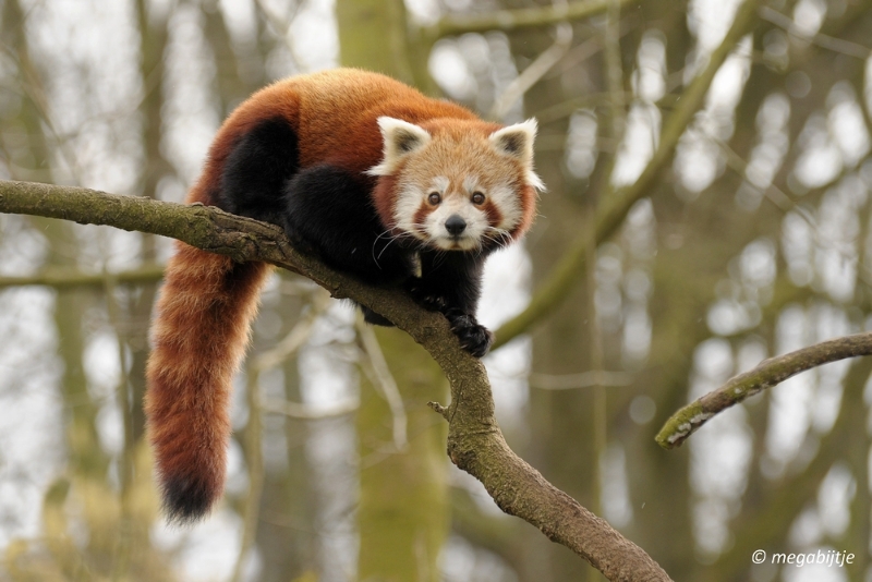 bd_DSC_1090.JPG - Dortmund Zoo 2016