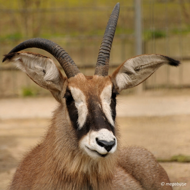 bd_DSC_1129.JPG - Dortmund Zoo 2016