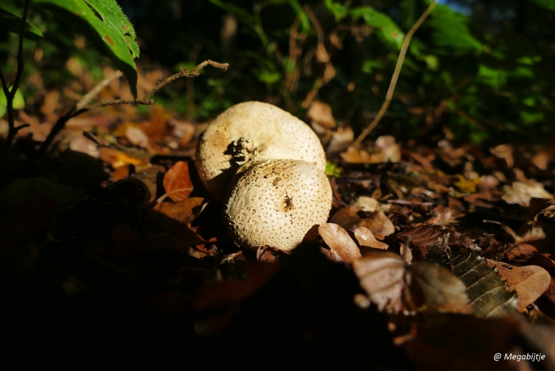 Herfst 2016 001.JPG - Herfst 2016