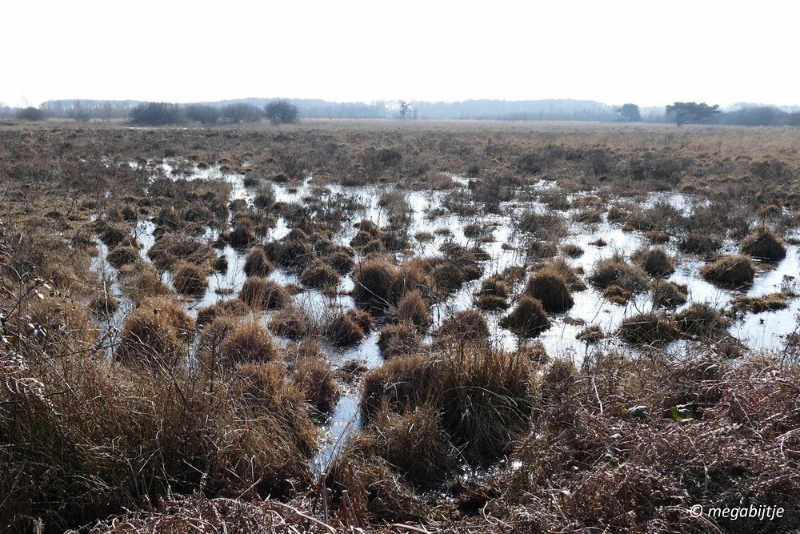 bd_P1110134.JPG - Ospel de grote Peel het elfde 2016