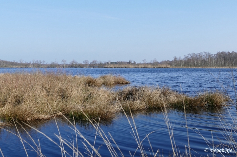 bd_P1110149.JPG - Ospel de grote Peel het elfde 2016