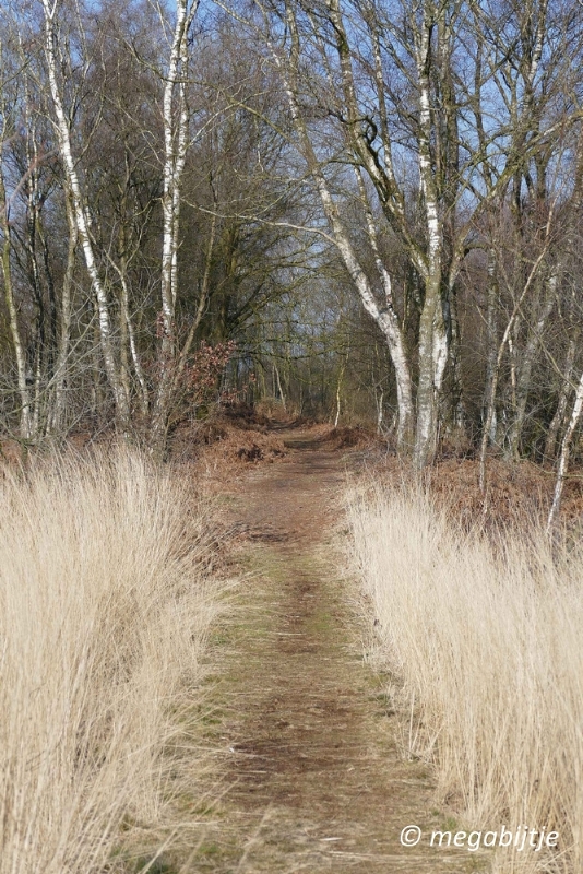 bd_P1110154.JPG - Ospel de grote Peel het elfde 2016