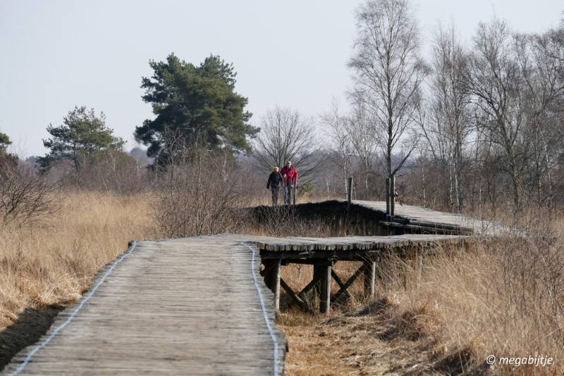 bd_P1110168.JPG - Ospel de grote Peel het elfde 2016