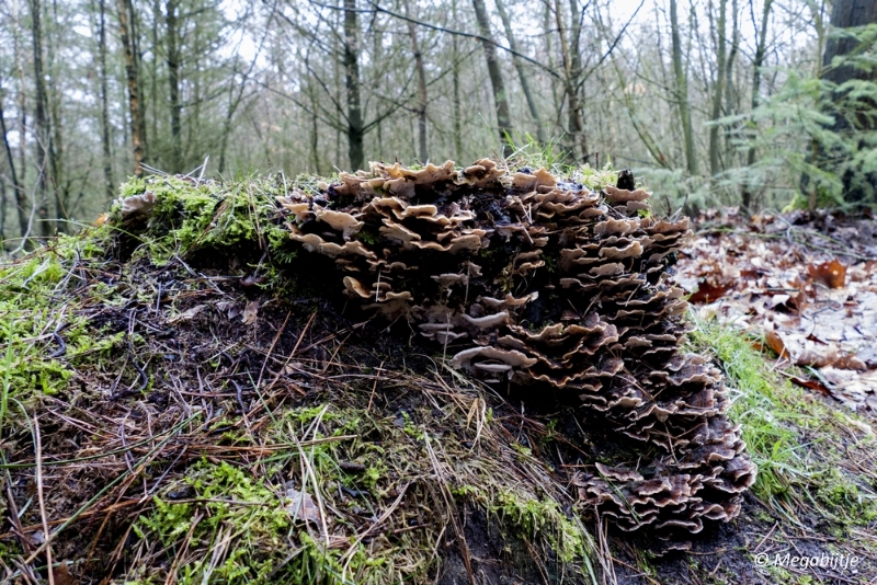 sized_P1100841.JPG - Wandeling Strabrechtse heide