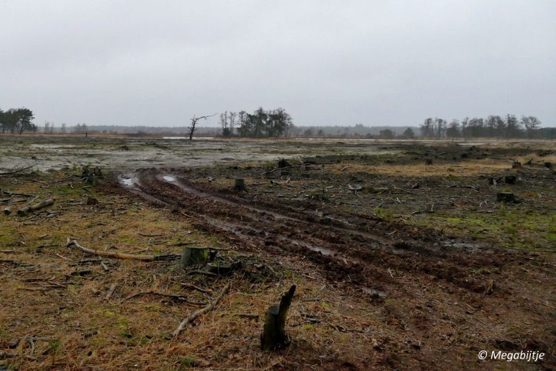 sized_P1100849.JPG - Wandeling Strabrechtse heide