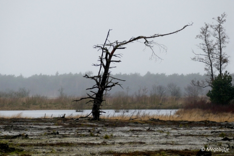 sized_P1100850.JPG - Wandeling Strabrechtse heide