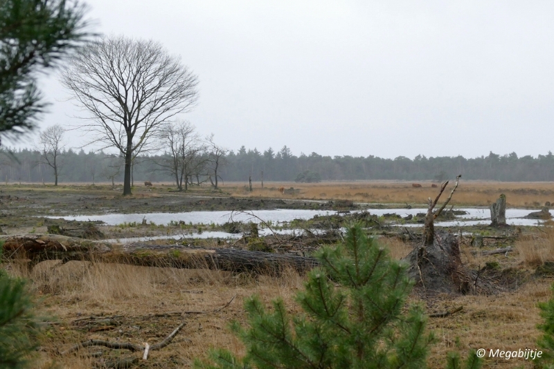 sized_P1100855.JPG - Wandeling Strabrechtse heide