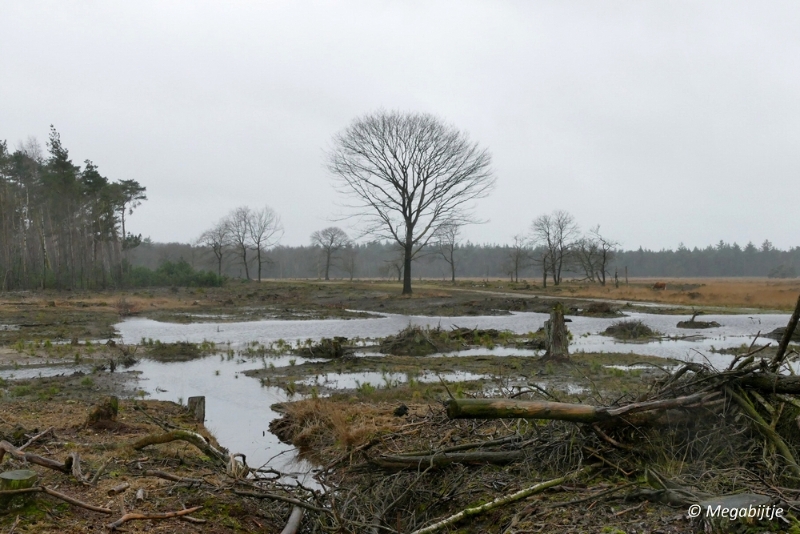 sized_P1100858.JPG - Wandeling Strabrechtse heide