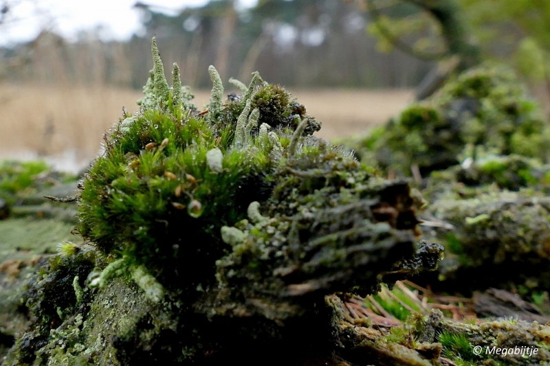 sized_P1100865.JPG - Wandeling Strabrechtse heide