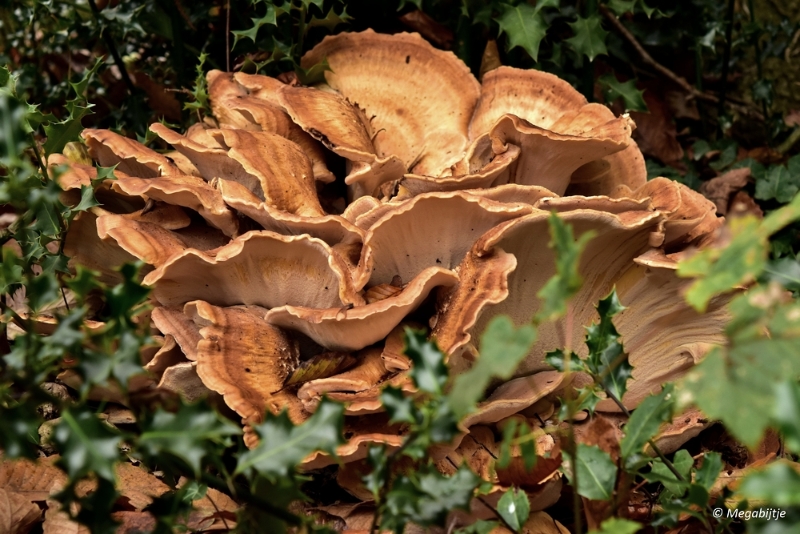 bd_DSC_0474.JPG - Kasteeltuin Aerwinkel