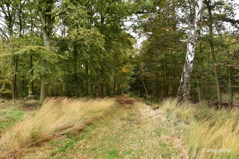 bd_DSC_6769.JPG - Herbertusbossen Heeze 2017