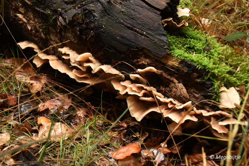 bd_DSC_6779.JPG - Herbertusbossen Heeze 2017