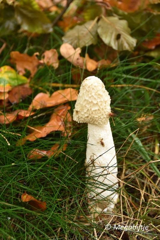 bd_DSC_6796.JPG - Herbertusbossen Heeze 2017