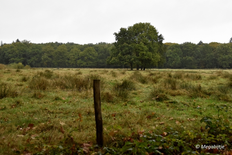 bd_DSC_6800.JPG - Herbertusbossen Heeze 2017