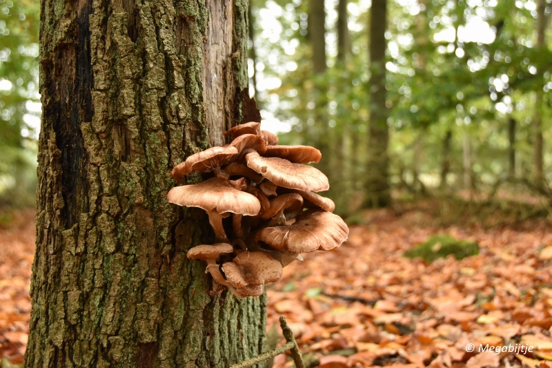 bd_DSC_6801.JPG - Herbertusbossen Heeze 2017