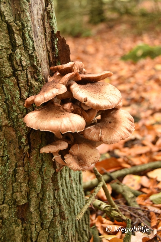 bd_DSC_6803.JPG - Herbertusbossen Heeze 2017