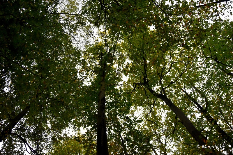 bd_DSC_6805.JPG - Herbertusbossen Heeze 2017