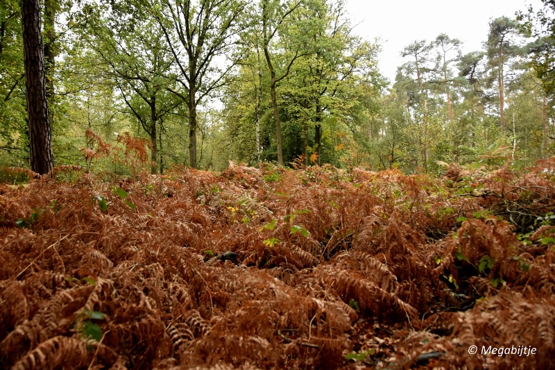 bd_DSC_6806.JPG - Herbertusbossen Heeze 2017