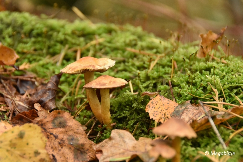 bd_DSC_6822.JPG - Herbertusbossen Heeze 2017