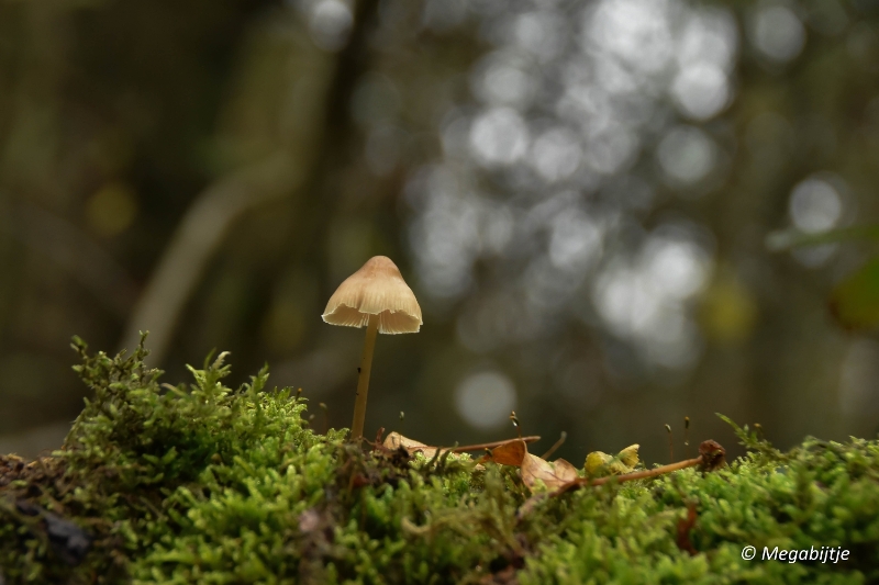 bd_DSC_6829_2.JPG - Herbertusbossen Heeze 2017