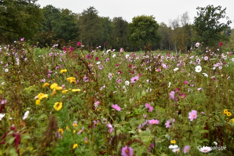 bd_DSC_6831.JPG - Herbertusbossen Heeze 2017