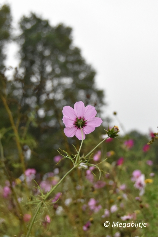 bd_DSC_6836.JPG - Herbertusbossen Heeze 2017