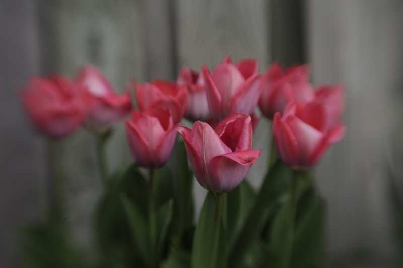 week13a.jpg - Lensbaby optic sweet 50 april 2017