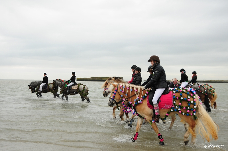 bd_DSC_8170.JPG - Strao Serookskerke 2017