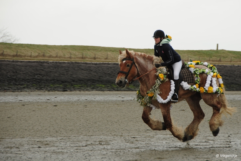 bd_DSC_8231.JPG - Strao Serookskerke 2017