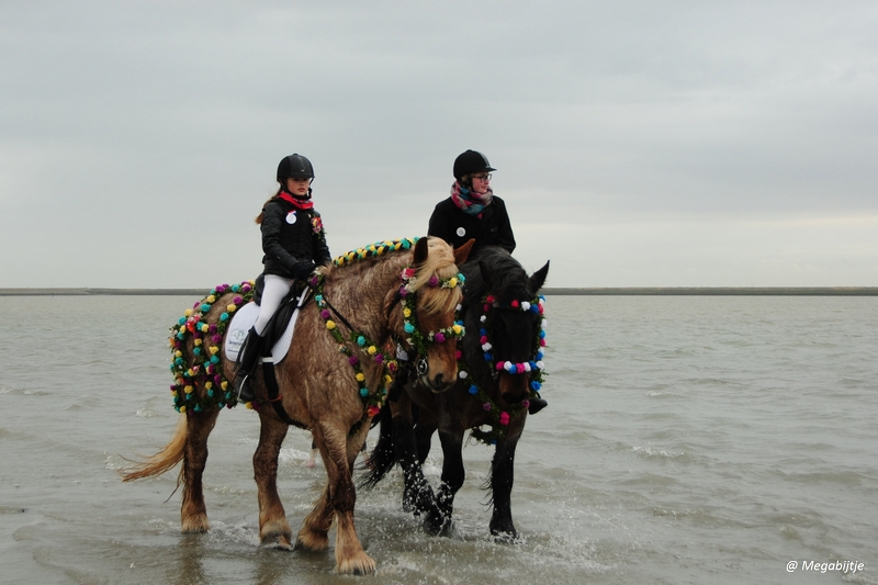 bd_DSC_8247.JPG - Strao Serookskerke 2017