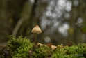 Herbertusbossen Heeze 2017