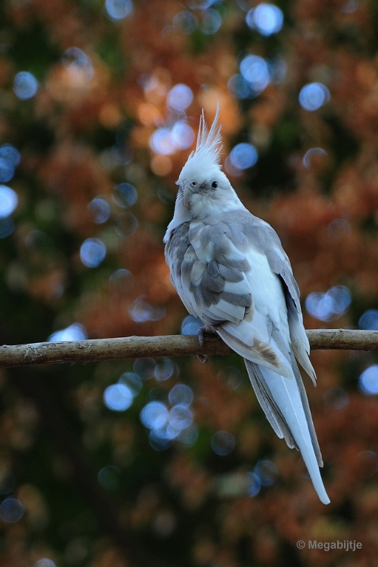 bdDSC_9362.JPG - Kasteelpark Born