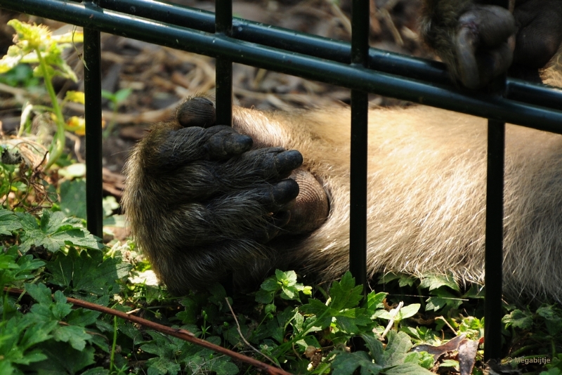 bdDSC_9384.JPG - Kasteelpark Born