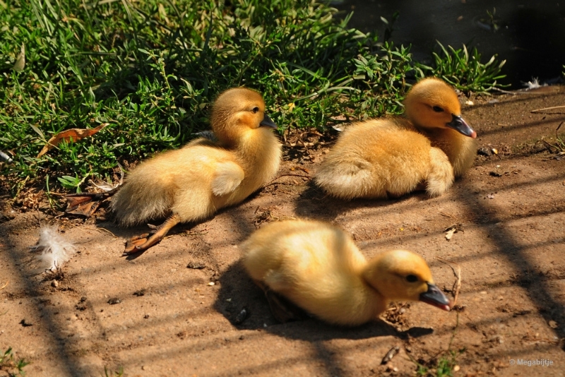 bdDSC_9397.JPG - Kasteelpark Born