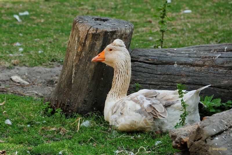 bdDSC_9399.JPG - Kasteelpark Born