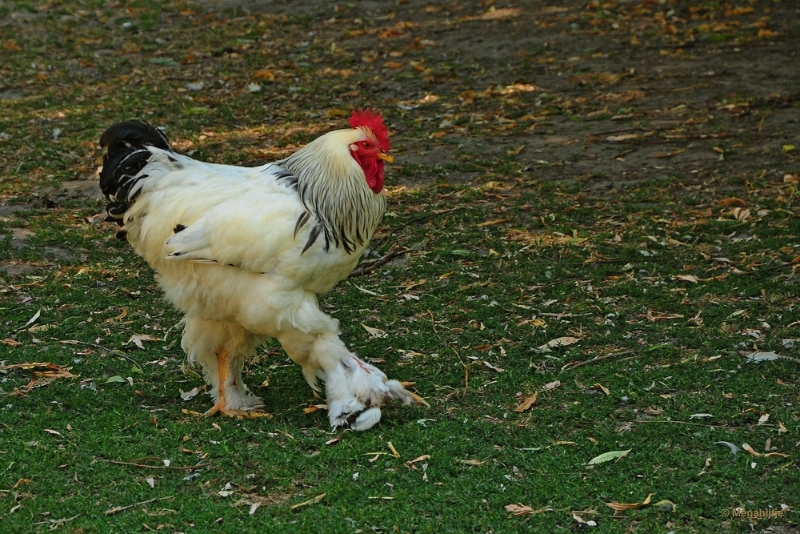 bdDSC_9401.JPG - Kasteelpark Born