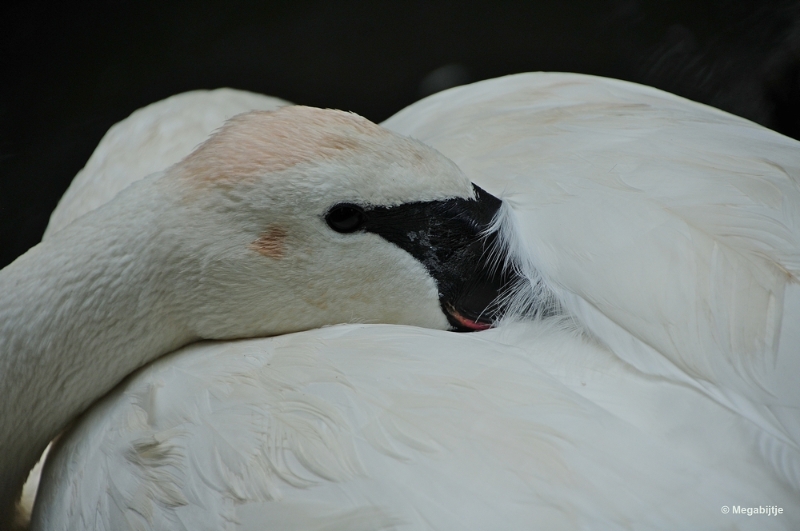 bdDSC_9477.JPG - Kasteelpark Born