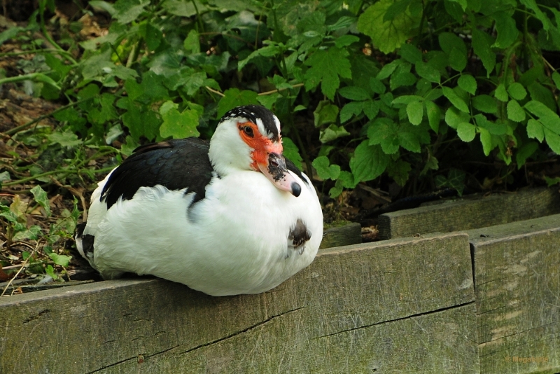 bdDSC_9480.JPG - Kasteelpark Born